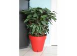 Vaso Per Piante Riviera Red In Polipropilene Palla Circolare In Plastica Ø 50 Cm