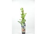 Vaccinium Corymbosum Bluegold Ca. 60 Cm - Mirtillo Coltivato In Vaso, Pianta Di Mirtillo Resistente Per Giardino E Vasca, Ad Alta Resa, Autofertile