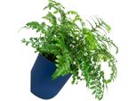 Quvio Fioriere Da Parete - Fioriere Da Interno - Fioriere Da Esterno - Fioriere Da Interno - Fioriere In Plastica - Diametro 15 Cm - Blu Scuro