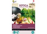 Buzzy Xotica Kankong Semi Di Spinaci D'acqua - Circa 3 Gr | Buzzy_080412