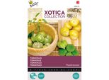 Buzzy Xotica Tomatillo Messicano Semi Di Bacche Andine - Circa 1 Gr | Buzzy_080478