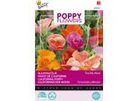 Buzzy Poppy Flowers Papavero Californiano Semi Di Seta Tailandese - Circa 0,1 Gr | Buzzy_080861