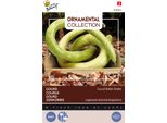 Semi Di Serpente Ornamentale Buzzy - Circa 2,5 Gr | Buzzy_029863