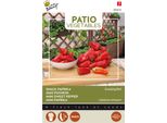 Buzzy Patio Veggies Mini Peperone Rosso Snacking Seeds - Circa 6 Semi | Buzzy_083010
