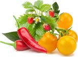 Click & Grow Click & Grow Plant Pod Fruit & Veggie Mix 9Pcs