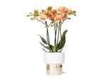 Colibrì Orchidee Bianche Phalaenopsis Orchidea Jamaica + Vaso Lush Dimensioni 9Cm Vaso Dimensioni 40Cm Alta Pianta Da Appartamento Fiorita