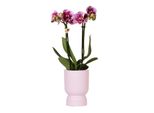 Orchidee Colibrì Rosa Viola Phalaenopsis Orchidea El Salvador + Diabolo Rosa In Vaso 9Cm Pianta Da Appartamento Fiorita Fresca Di Coltivatore