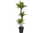 Everyplants Dracaena Lemon Lime - 140 Cm, Ø 24 Cm