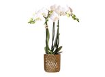 Kolibri Orchidee Bianche Phalaenopsis Amabilis + Vaso Decorativo Diamante Oro Dimensioni 9Cm 45Cm Di Altezza Pianta Da Appartamento Fiorita In Vaso Da Fiori Fresca Di Coltivatore