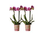 Kolibri Orchidee Combi Di 2 Orchidee Phalaenopsis Rosa Porpora El Salvador Vaso Di 9Cm Pianta Da Appartamento Fiorita Fresca Dal Coltivatore