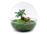 Urbanjngl Bottiglia Da Giardino Ficus Ginseng Bonsai - 30 Cm