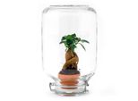 Urbanjngl Easyplant Ficus Ginseng Bonsai