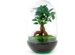 Urbanjngl Bottiglia Da Giardino Uovo Xl Bonsai - 30 Cm
