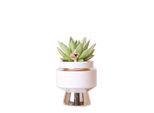 Kolibri Greens Pianta Verde Succulenta Echeveria Miranda In Vaso Le Chic Argento Dimensioni 9Cm Pianta Verde Da Appartamento