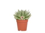 Kolibri Greens Pianta Verde Succulenta Echeveria Miranda Vaso 12Cm Pianta Verde Da Appartamento Fresca Di Coltivatore
