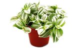 Fiore Esotico A Cuore Triplo Tradescantia Zebrina Luminosità Pianta D'appartamento Pendente Di Facile Cura Vaso Da 12 M Bianco