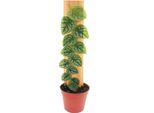 Monstera Dubia Su Tavola - Rarità - Foglia Di Finestra Bidimensionale - Vaso Da 14Cm