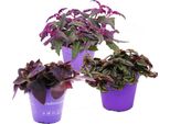 Trio Di Piante Da Appartamento Con Foglie Viola Set Di 3 Piante Diverse Con Foglie Viola Tradescantia Purple Passion Gynura Tradescantia Pallida