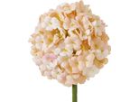 Hill Interiors - Fiore Artificiale HI5069 (Taglia Unica) (Albicocca/Bianco)