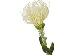Hill Interiors - Fiore Artificiale HI5056 (Taglia Unica) (Colore Crema)