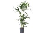 Kentia - Howea Forsteriana - Altezza 90-100Cm - ⌀18Cm