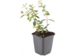 Copertura Del Terreno - Erba Di San Giovanni - Hypericum Dummeri 'Peter Dummer' - Vaso Da 9 Cm - Set Di 20 Piante