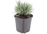 Lavanda Bianca Di Provenza - Lavandula Intermedia 'Edelweiss' - Vaso Da 9 Cm - Set Di 6 Piante