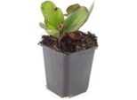 Tappezzante - Perenne - Bergenia - Bergenia Cordifolia 'HerbstblüTe' - Vaso Da 9 Cm - Set Di 60 Piante
