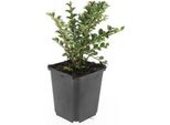Copertura Del Terreno - Cotoneaster Horizontalis - Vaso Da 9 Cm - Set Di 60 Piante