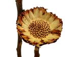 50 Pezzi Compacta Rosette Light - Elegante Decorazione Di Fiori Secchi Per Composizioni E Ghirlande Eleganti