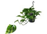 Epipremnum Aureum - Edera Da Appendere Pianta Rampicante Lunga 40-44 Cm Pianta Da Appendere Di Facile Cura Pianta Da Appartamento