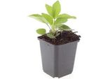 Perenne Ornamentale - Cavolfiore - Rudbeckia Fulgida 'Goldsturm' - Vaso Da 9 Cm - Set Di 40 Piante