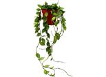 Pianta D'appartamento Appesa - Hoya Krohniana Eskimo - Fiore Di Porcellana - Fiore Di Cera - Vaso Da 12 Cm