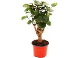 Aralia Pennata Lucida - Polyscias Scutellaria Fabian - Pianta D'appartamento Di Facile Manutenzione - Vaso Da 12 Cm