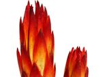 Repens Fiore Di Legno Rosso 50 Pezzi Decorazione Fiori Secchi
