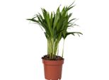 Palma Areca - Dypsis Lutescens - Altezza 30-45Cm - ⌀12Cm