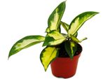 Mini Pianta Hoya Carnosa Tricolor Fiore Di Porcellana Ideale Per Piccole Ciotole E Vasi Baby Pianta In Vaso Da 5,5 Cm