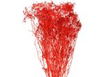 Elegante Bouquet Di Fiori Secchi Per La Decorazione E Le Idee Per Il Matrimonio