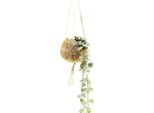 Kokodama - Ceropegia Woodii In Un Contenitore Sospeso Di Cocodama - 15 Cm Circa