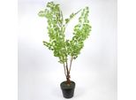 Pianta Artificiale Gingko Pianta Artificiale Da Appartamento Verde Alta 110 Cm