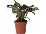 Pianta Da Letto A Spina Di Pesce - Ctenanthe 'Amagris' - Altezza 20-30Cm - ⌀12Cm