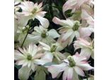 2 X Clematide Montana - Clematis Montana 'Marjorie' | 50-60 Cm In Contenitore