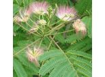 Albero Della Seta - Albizia Julibrissin 'Rosea' | 40-50 Cm In Vaso