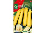 Zucchino Oro Giallo Rus F1 Semi - Circa 1,5 Gr | VT_931