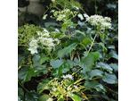 2 X Ortensia Rampicante - Hydrangea Anomala 'Petiolaris' | 30-40 Cm In Vaso