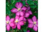 Hello Plants Clematis Ville De Lyon Pianta Rampicante Di Clematis - Ø 15 Cm - Altezza: 65 Cm