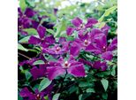 Hello Plants Clematis Viticella Polish Spirit Clematis Pianta Rampicante - Ø 15 Cm - Altezza: 65 Cm
