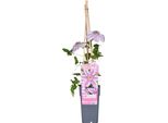 Clematis Nelly Moser - Rampicante Fiorito - Doppia Fioritura - Bianco-Rosa - Altezza Circa 65 Cm - Vaso Da 15 Cm - Per Giardino, Pergolato E Vasca Da Bagno