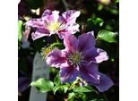 Hello Plants Clematis Piilu Clematide Rampicante - Ø 15 Cm - Altezza: 65 Cm