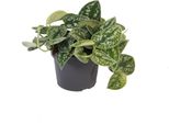 Set Di 2 Diverse Barre Di Edera - Scindapsus Pictus Argyreus E Epipremnum Aureus